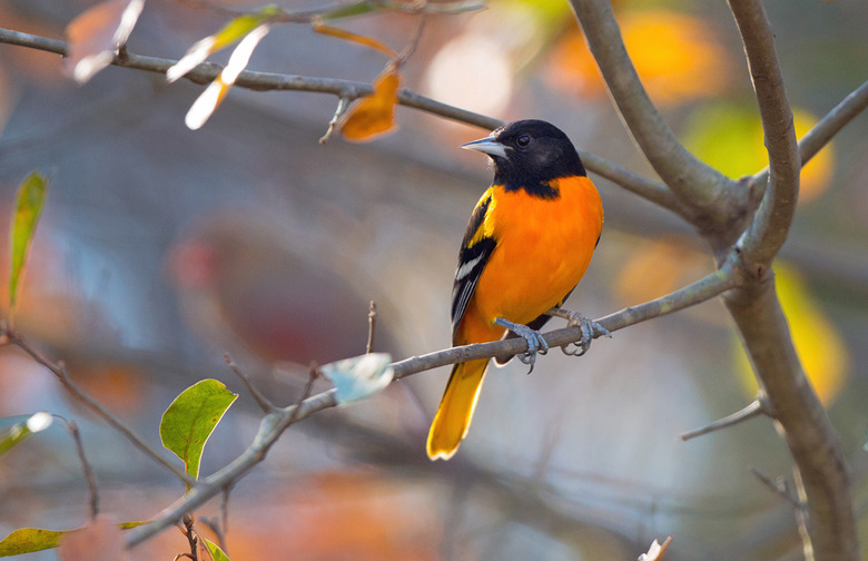 Oriole