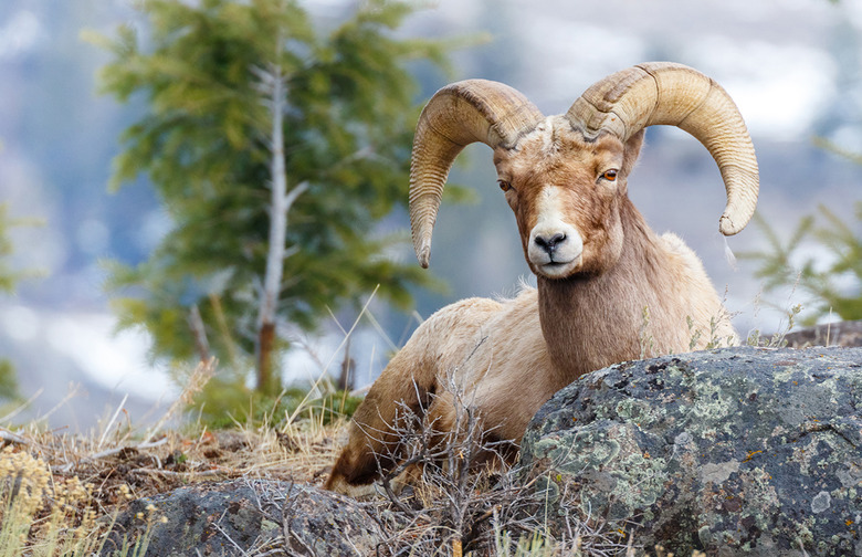 Bighorn sheep