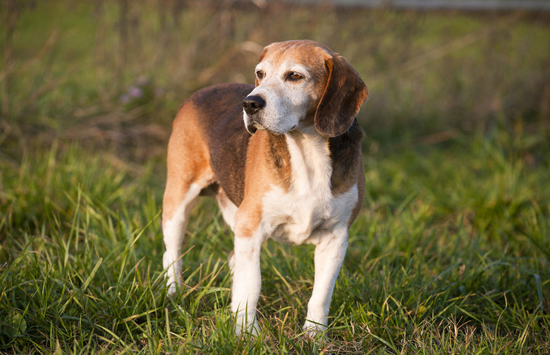 American foxhound