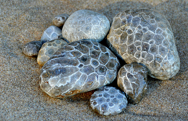 Petoskey stone