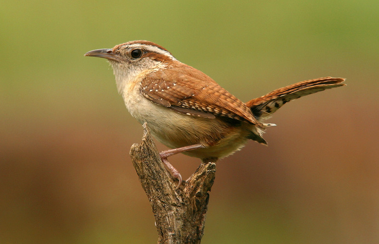 Wren