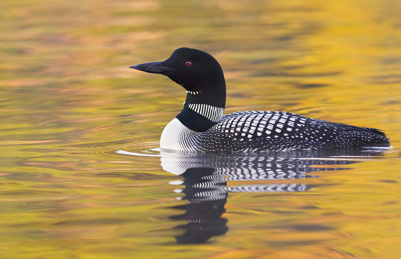 Common loon