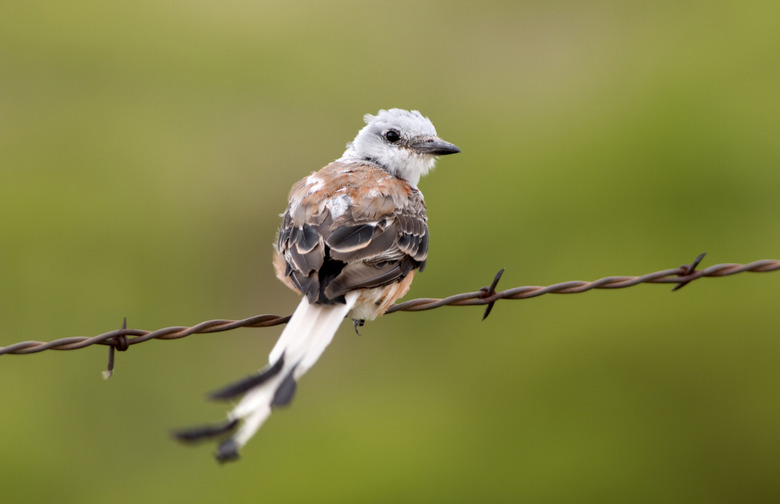 Scissortail flycatcher