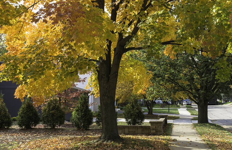 Maple tree