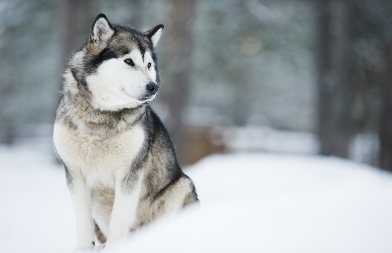 Malamute