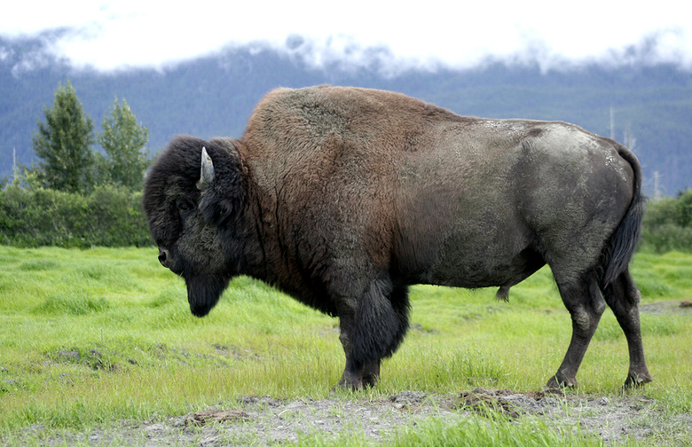 American buffalo