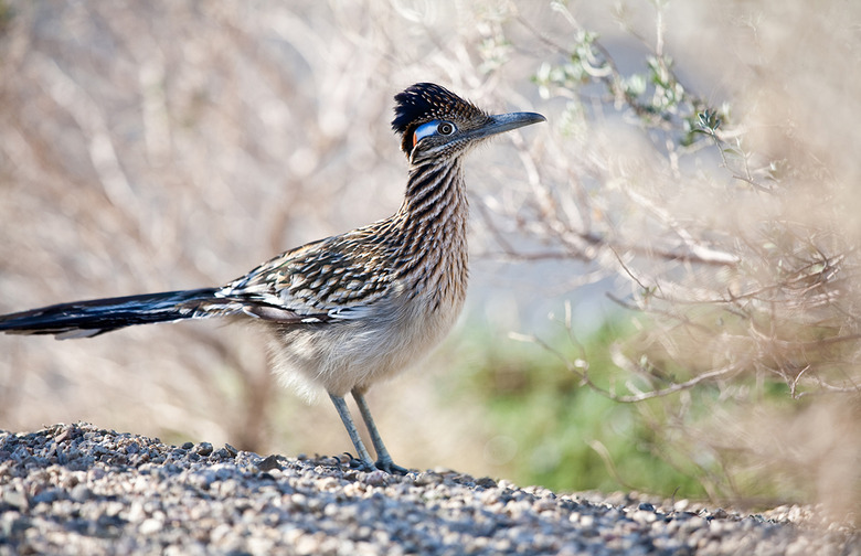 Roadrunner