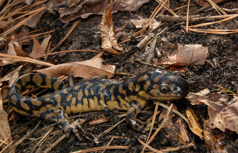 Eastern tiger salamander