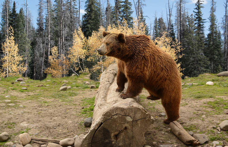 Extinct grizzly bear