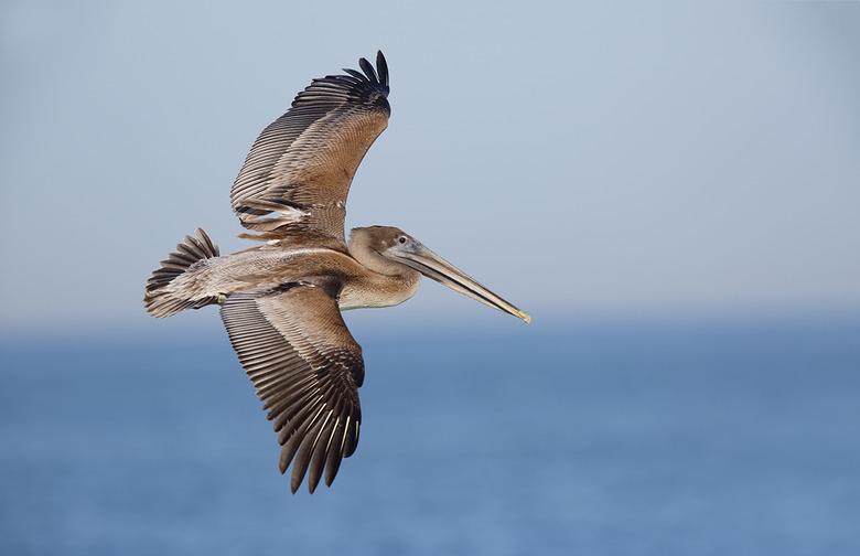 Brown pelican