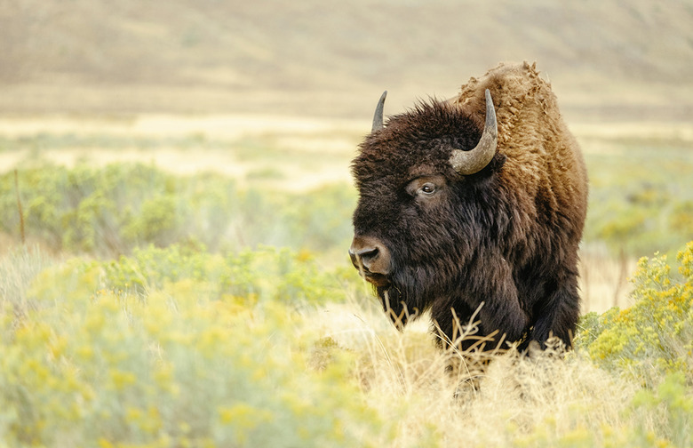 Bison