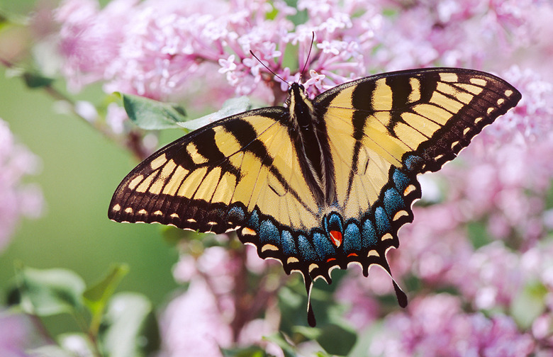 Eastern tiger swallowtail