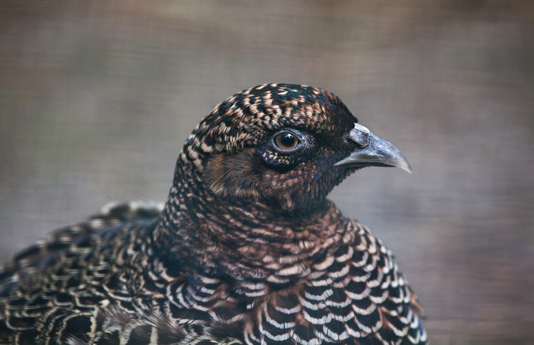 Chinese ring-necked pheasant