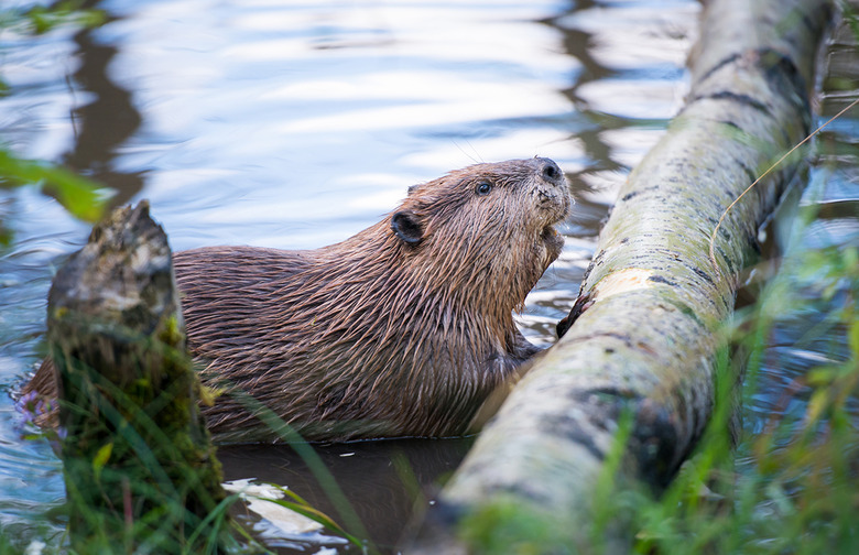 Beaver