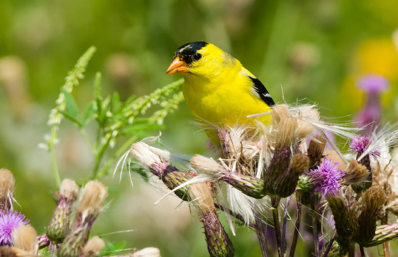 Eastern goldfinch