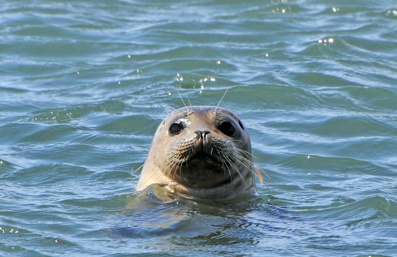 Harbor Seal