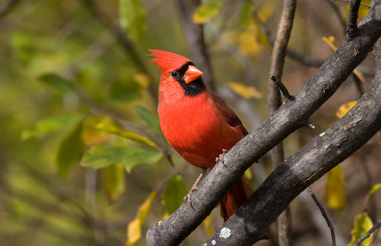 Cardinal