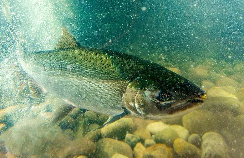 Steelhead trout