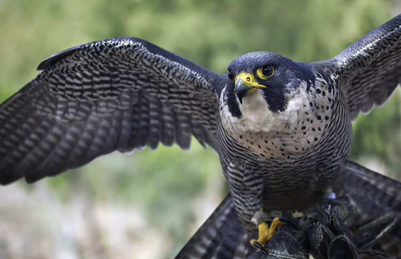 Peregrine falcon