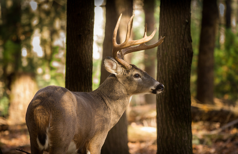 White-tailed deer