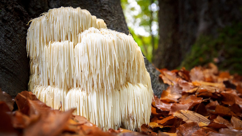 Lion's Mane mushroom in forest