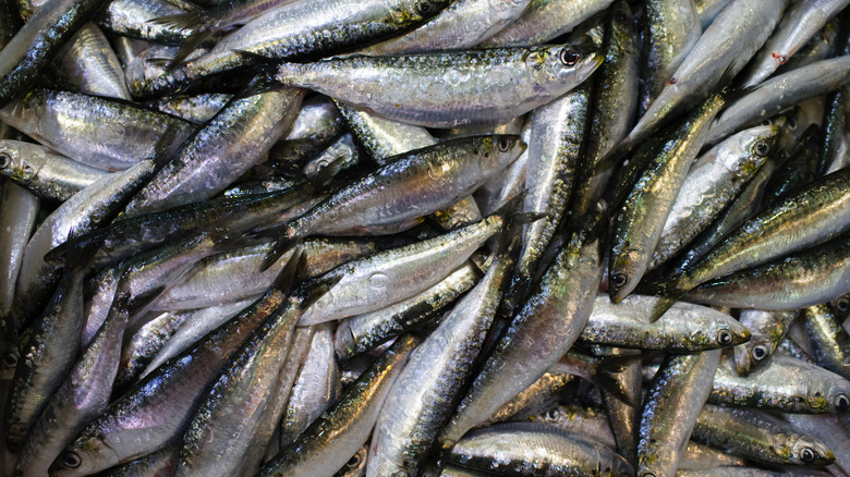 raw sardines