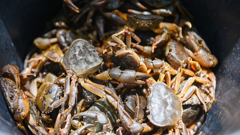Pile of live crabs 
