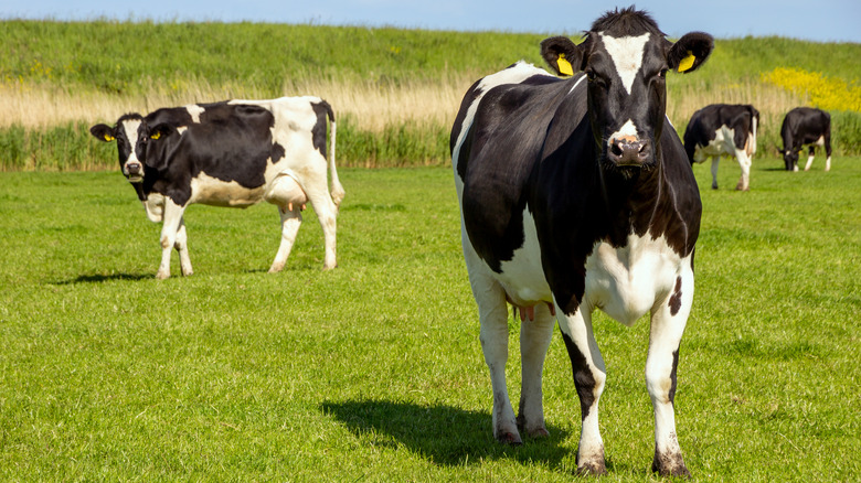 Cattle cow in field