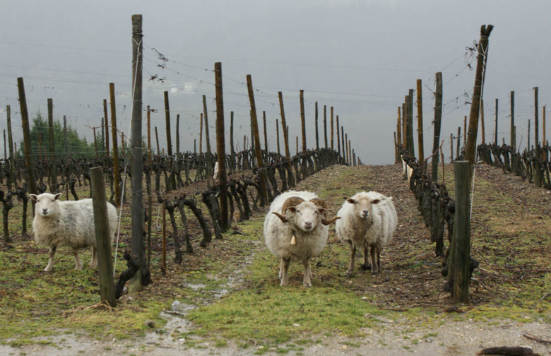 Sheep in Seysseul