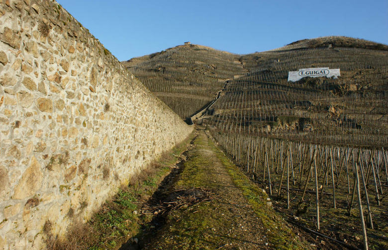 Trek Up Côte-Rôtie