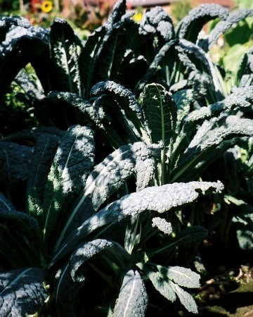 Tuscan Kale