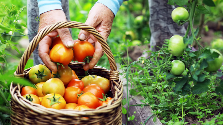 underripe tomatoes being harvested