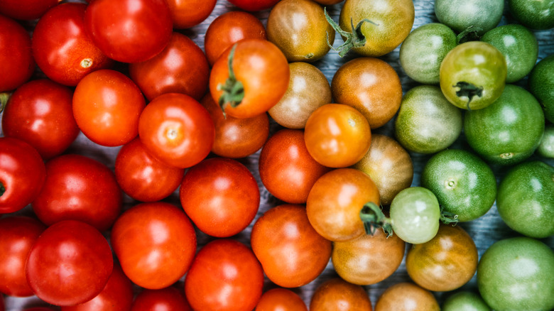 Stages of tomato ripeness 