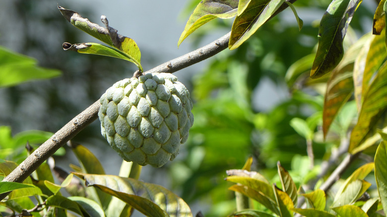 Unripe rollinia fruit on tree branch