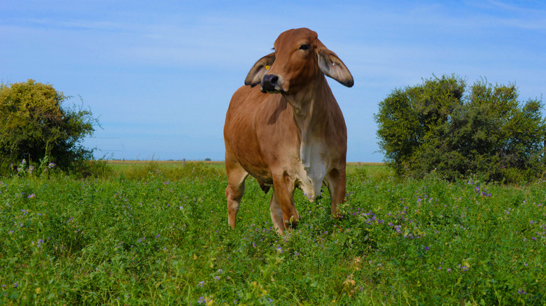 A South American cow