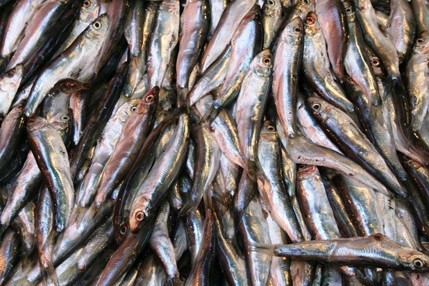 Sardines