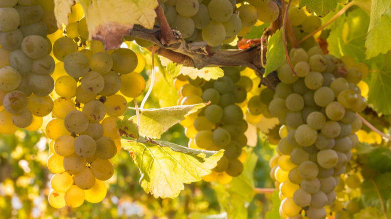 White grapes on a vine