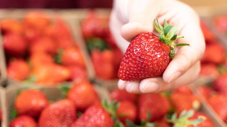 person picking up strawberry