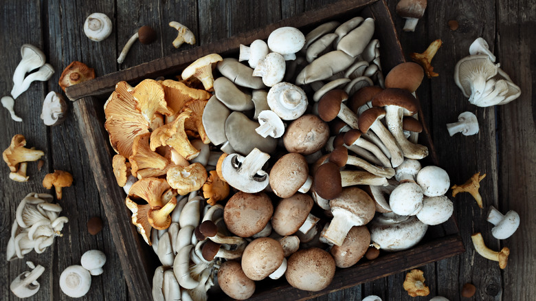 Various types of mushrooms on table