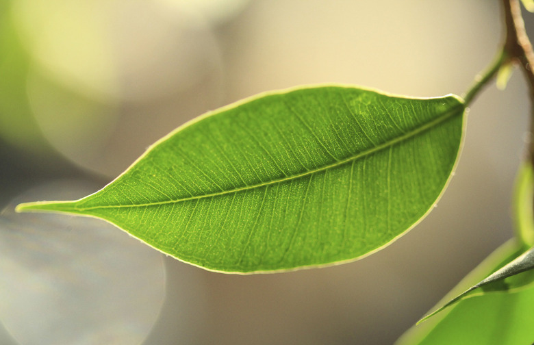 Chlorophyll Shot 