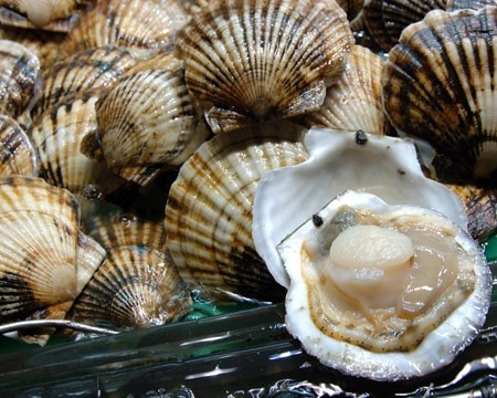 Scallops