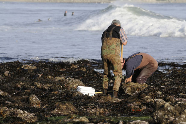 Clamming in New England