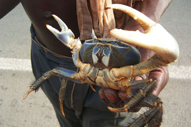 Crabbing in the Caribbean