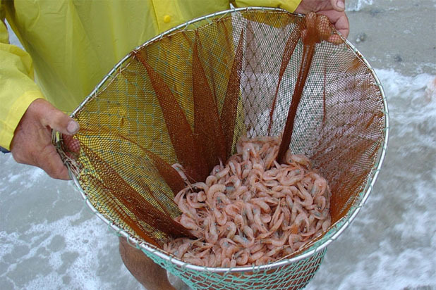 Shrimping in Alabama