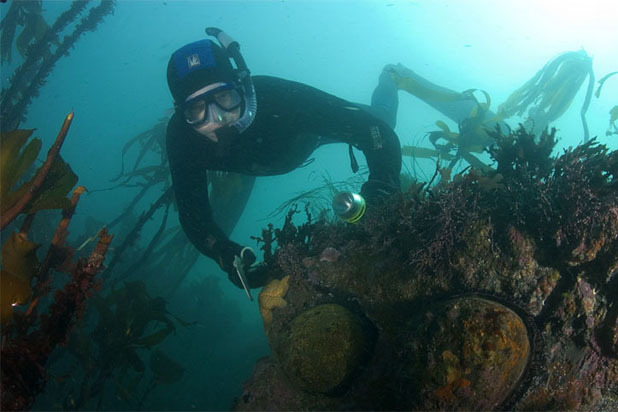 Abalone Diving in Northern California