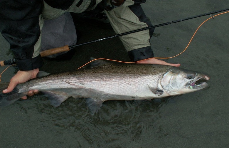 Eat: Alaskan Salmon, Canned Wild-Caught