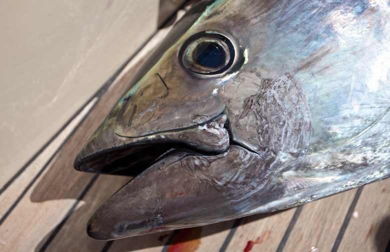 Avoid: Bluefin Tuna