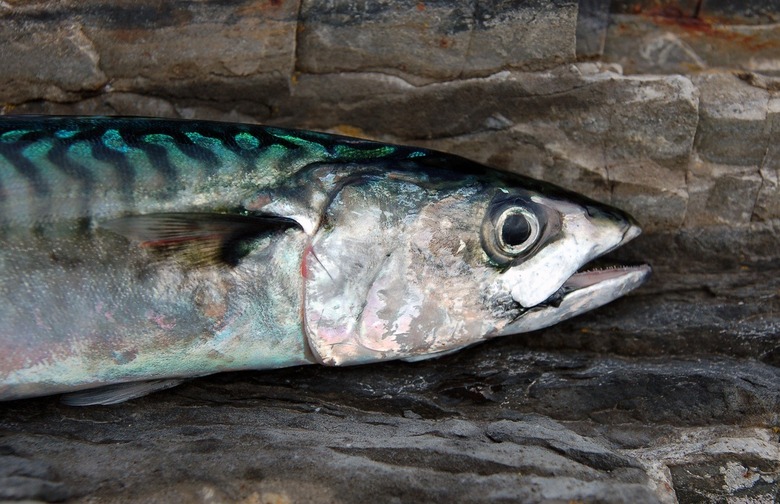 Eat: Atlantic Mackerel 