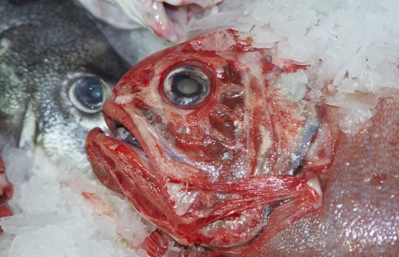 Avoid: Orange Roughy