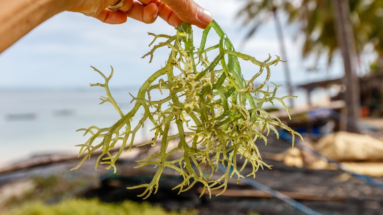 Fresh seaweed taken from the ocean